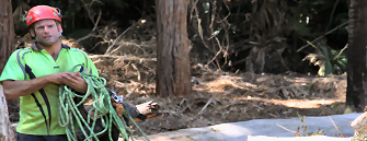 Dave Morrison - Arborist