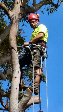David Morrison - Level 5 Arborist